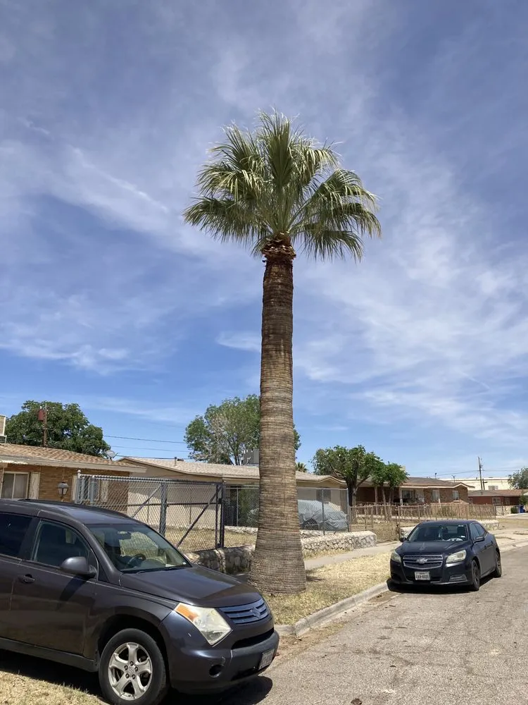 Custom landscaping services for beautiful yards across El Paso, TX - 26 Palms