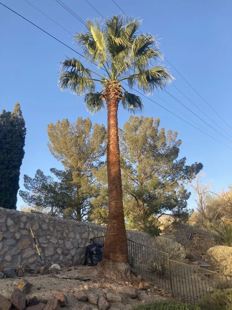 Expert landscaping services for beautiful yards in El Paso, TX by 26 Palms