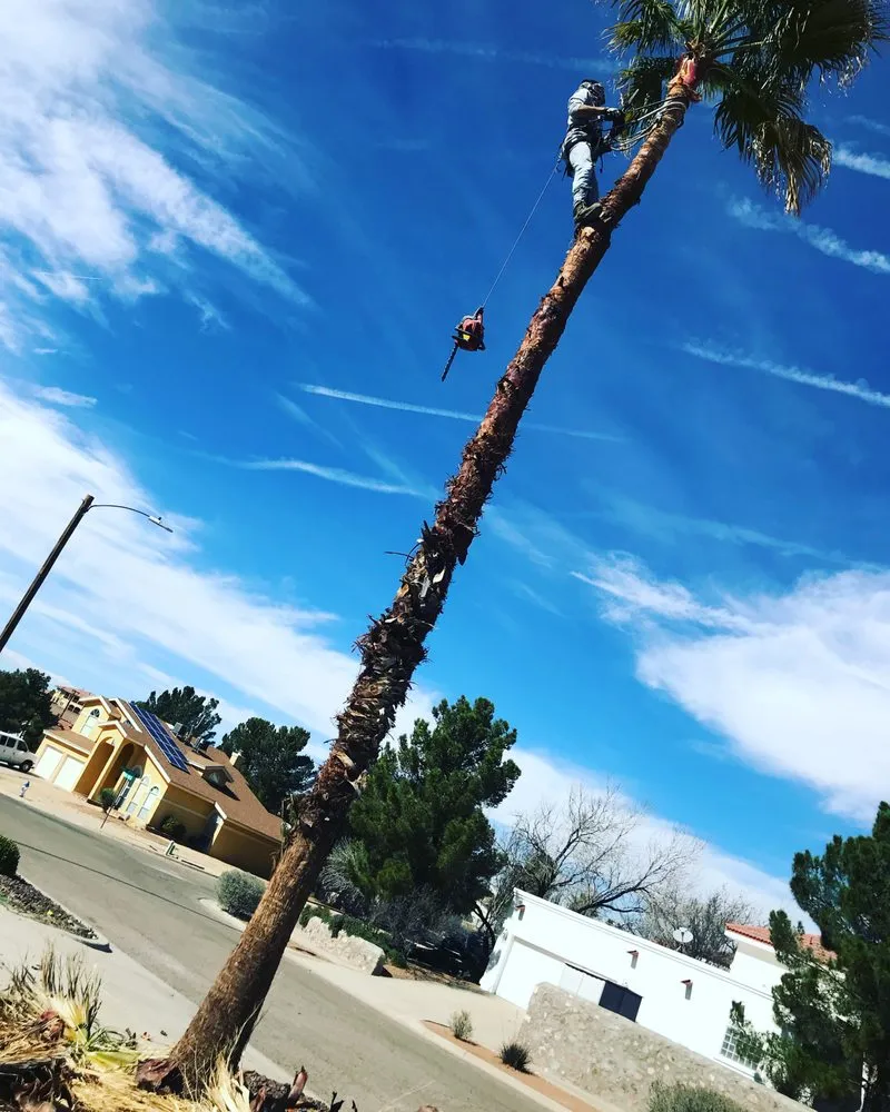 Affordable garden landscaping with custom design in El Paso, TX by 26 Palms