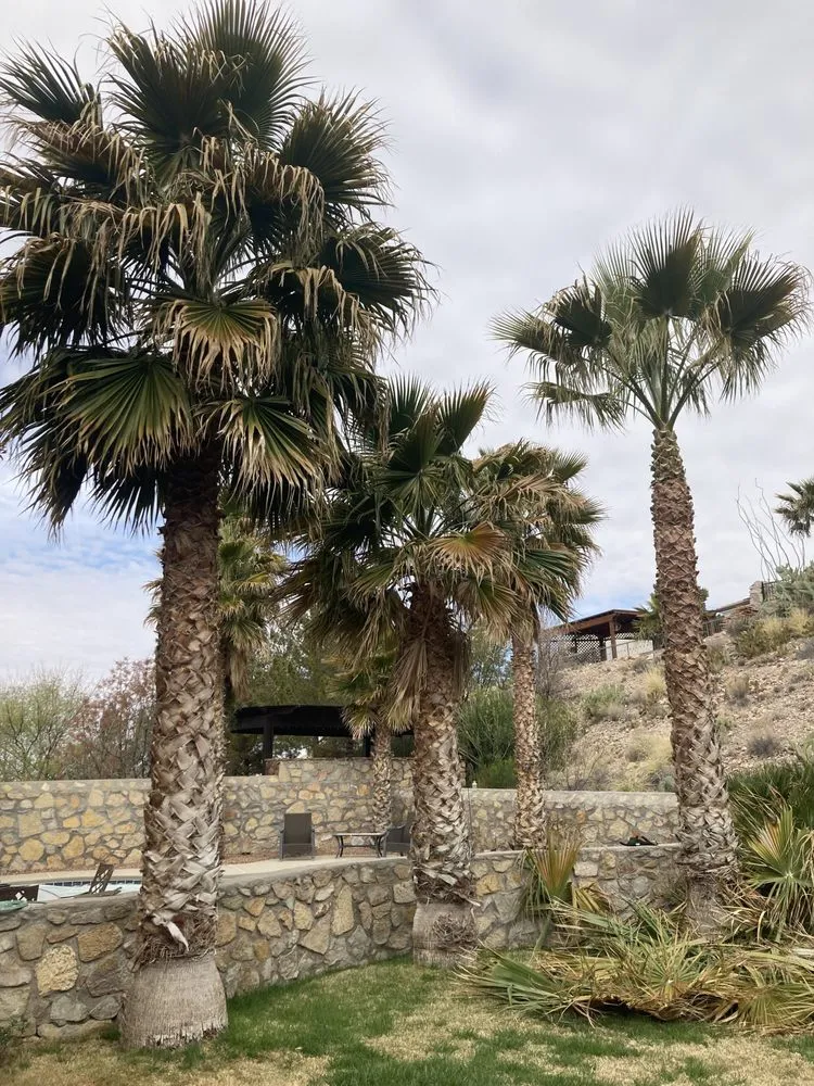 Custom outdoor landscaping in El Paso, TX - 26 Palms