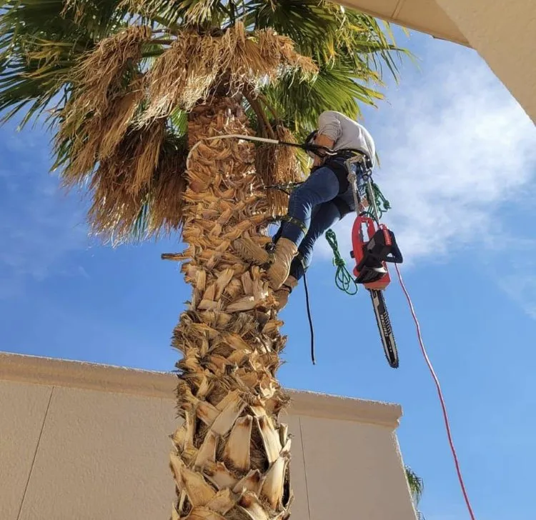 Reliable yard cleanup service experts serving El Paso, TX - 26 Palms