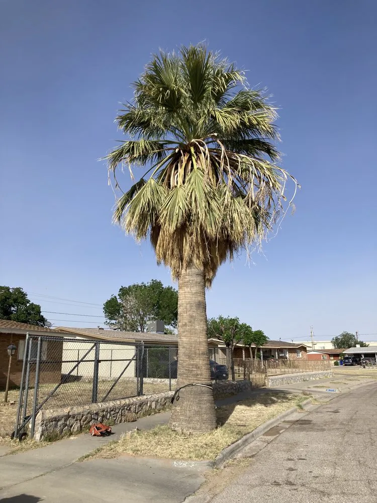 Expert garden landscaping in El Paso, TX - 26 Palms