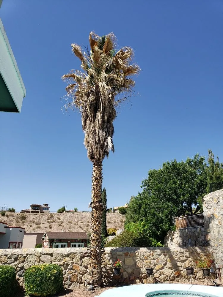 Reliable yard maintenance with custom design in El Paso, TX by 26 Palms