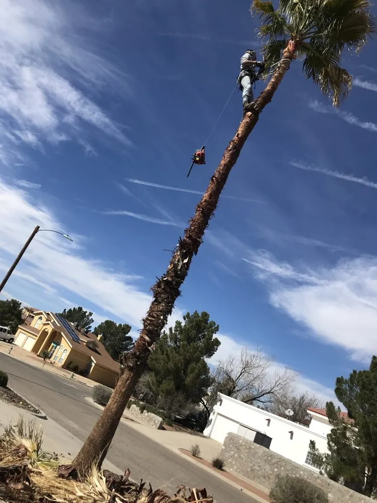 Reliable landscape installation in El Paso, TX - 26 Palms