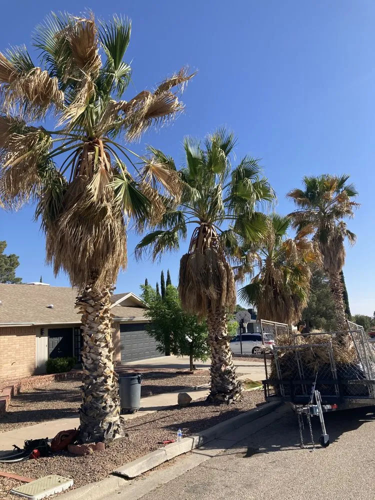 Professional outdoor landscaping for year-round maintenance across El Paso, TX - 26 Palms