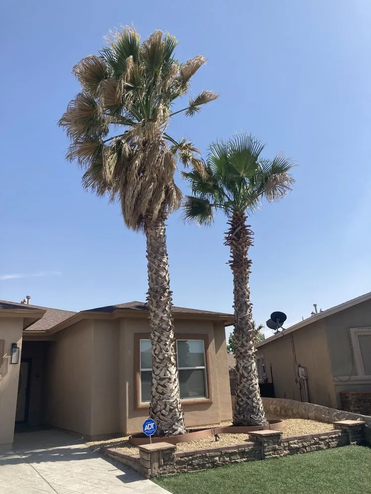 Custom yard cleanup service for residential properties in El Paso, TX by 26 Palms