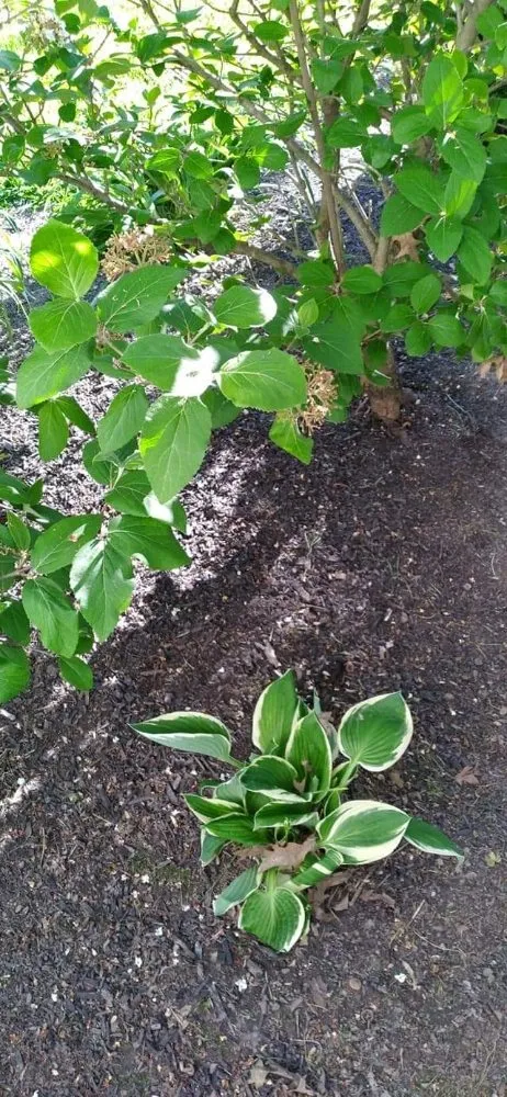 Reliable landscaping services in Elyria, OH - 2nd Chance Landscaping