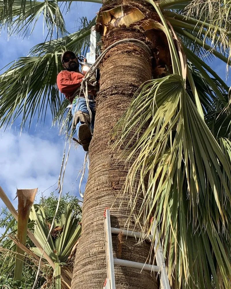 Trusted yard maintenance experts serving Avondale, AZ - 2U Landscape Solutions