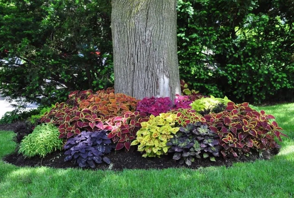 Expert lawn care service in Pilot Point, TX - 3 555's Maintenance