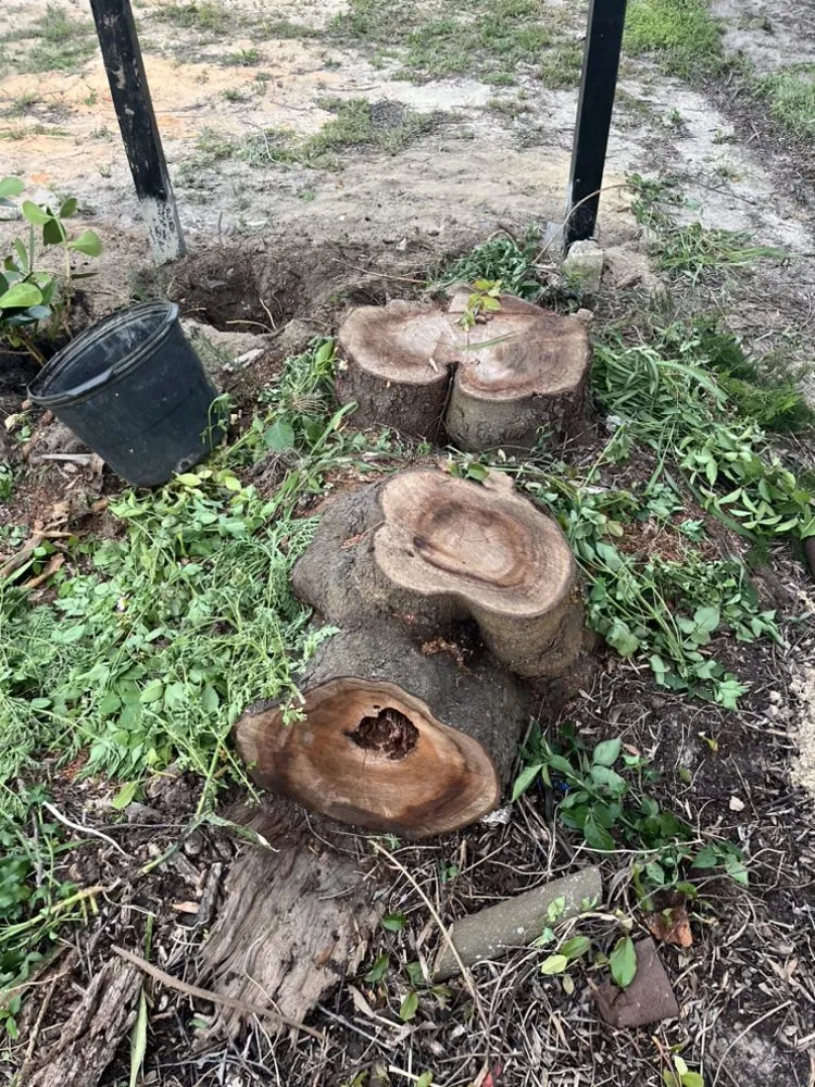 Reliable yard maintenance in Avon Park, FL by 3 Angels Lawn Care