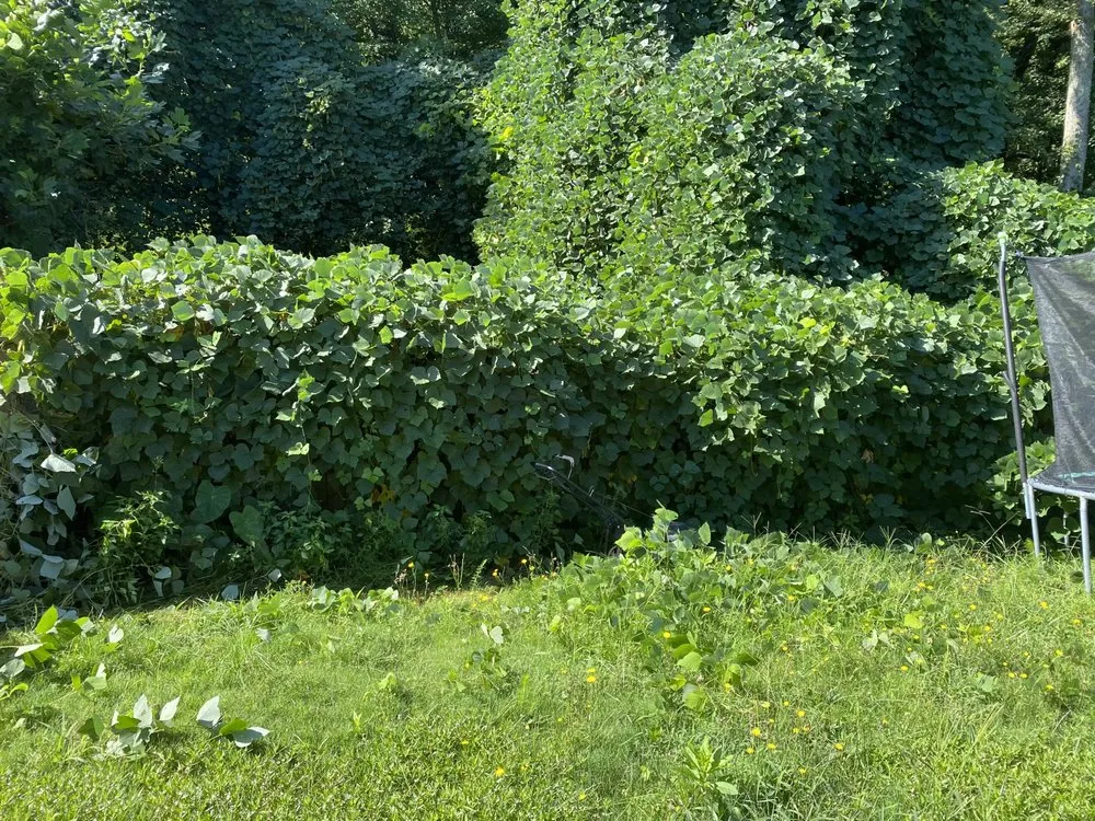 Custom landscaping services in Boiling Springs, SC by 3 Boys Landscaping