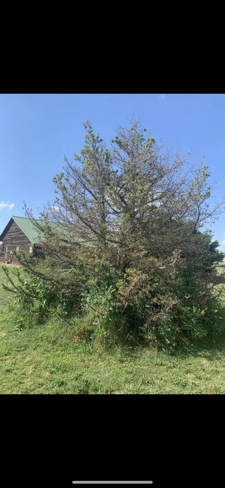 Local landscape design in Shady Shores, TX - 3 Bros Landscaping