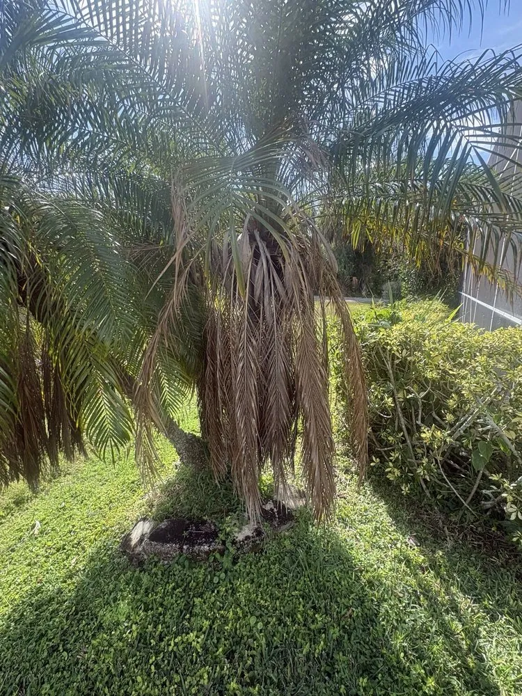 Expert landscaping services with custom design in Sarasota, FL by 3 Brothers Irrigation Services