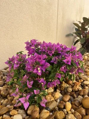 3 Brothers Lawn Services Logo