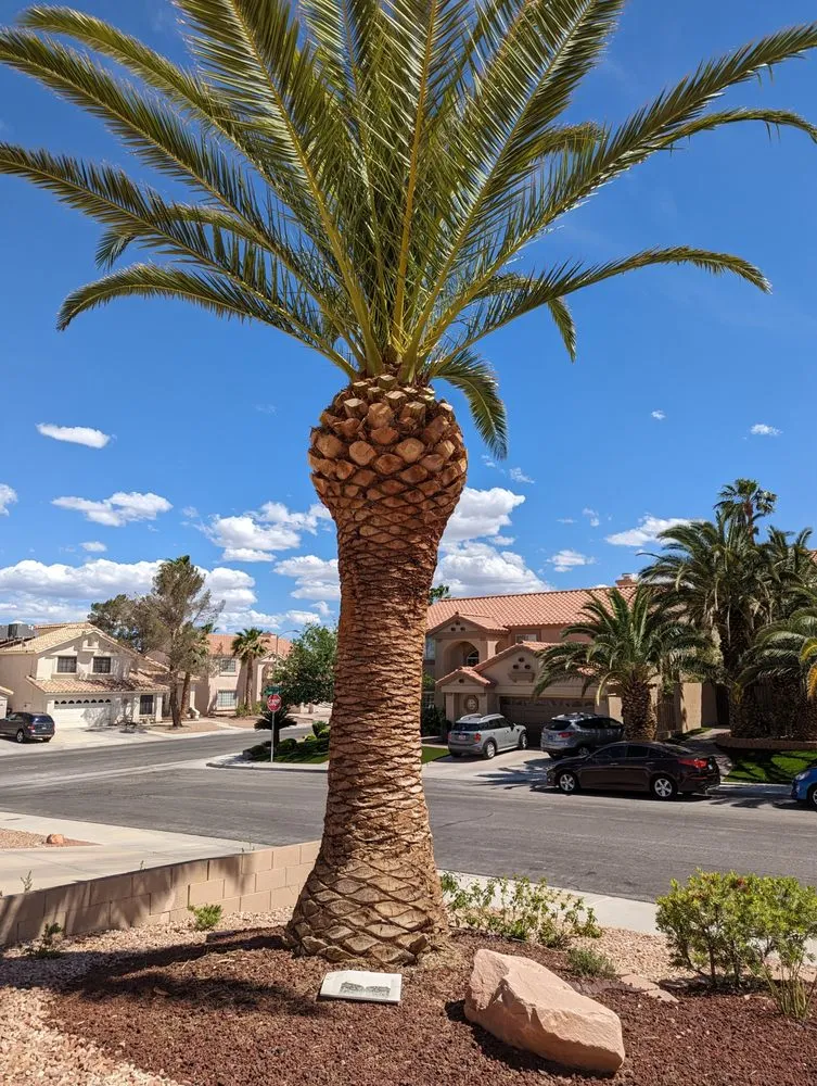 Reliable landscaping services with custom design in Henderson, NV by 3 Brothers Tree Service