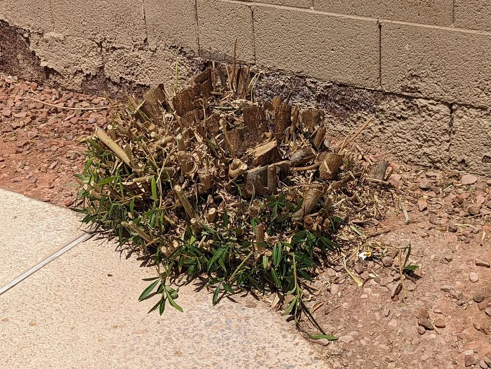 Trusted garden landscaping in Henderson, NV by 3 Brothers Tree Service