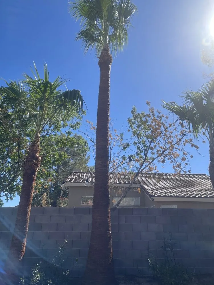 Trusted landscape installation in Henderson, NV by 3 Brothers Tree Service