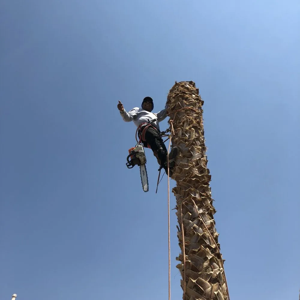 Professional yard cleanup service experts serving Henderson, NV - 3 Brothers Tree Service