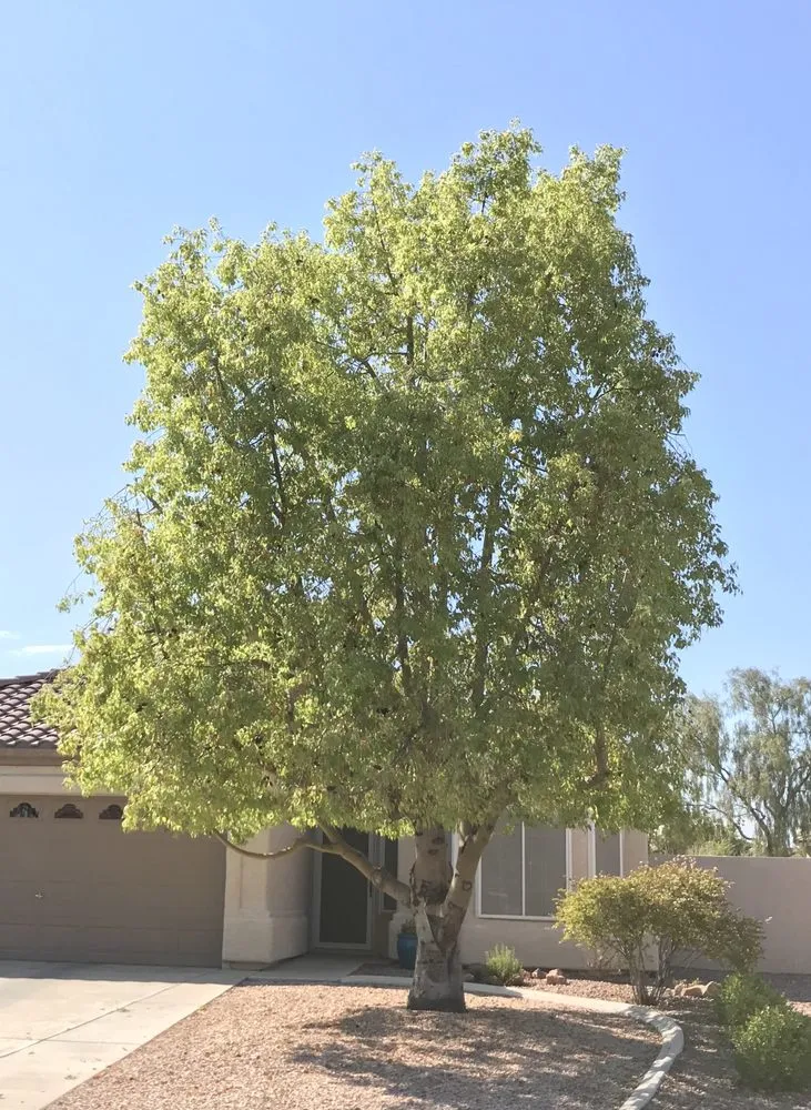 Expert yard cleanup service in Henderson, NV by 3 Brothers Tree Service