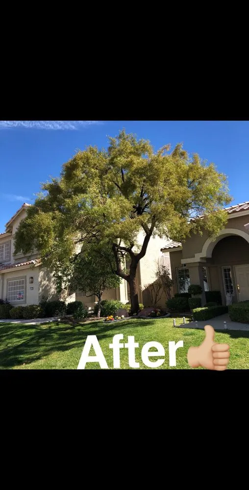 Local outdoor landscaping experts serving Henderson, NV - 3 Brothers Tree Service
