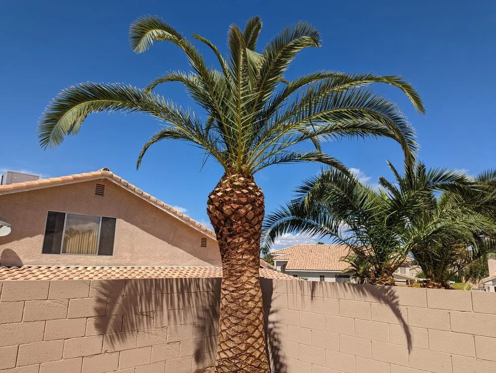 Reliable garden landscaping for outdoor upgrades across Henderson, NV - 3 Brothers Tree Service