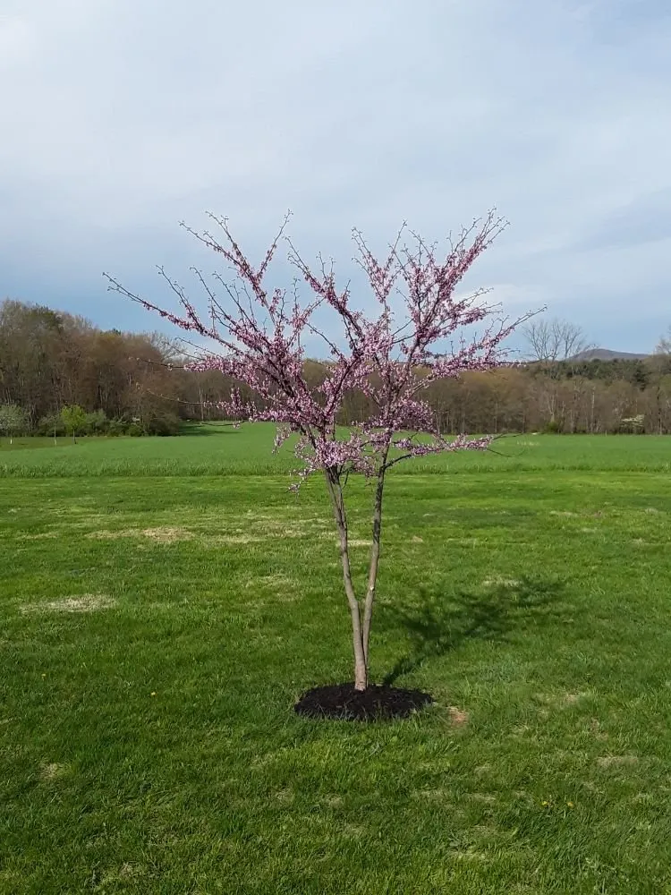 Reliable landscape installation in Newville, PA by 3-D Lawn Care