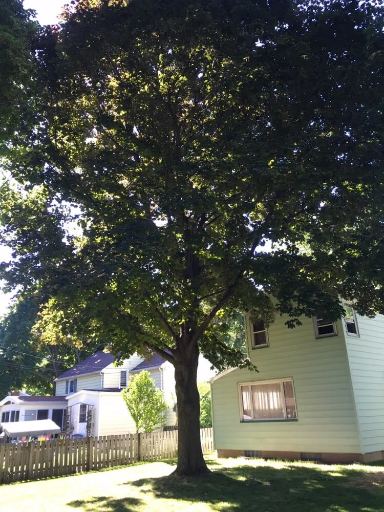 Top-rated outdoor landscaping for year-round maintenance in Williamson, NY by 3-D Property Maintenance