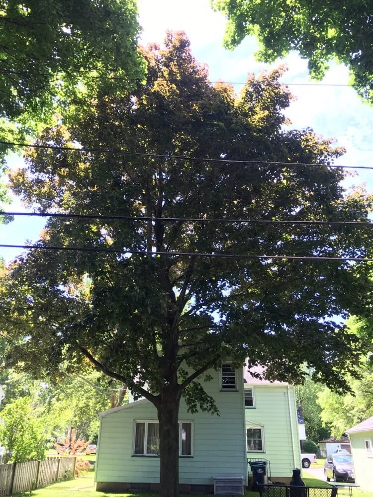 Reliable yard maintenance in Williamson, NY by 3-D Property Maintenance