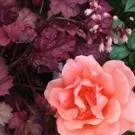 Local landscape design experts serving Lincoln, NE - 3 Dogs & A Girl