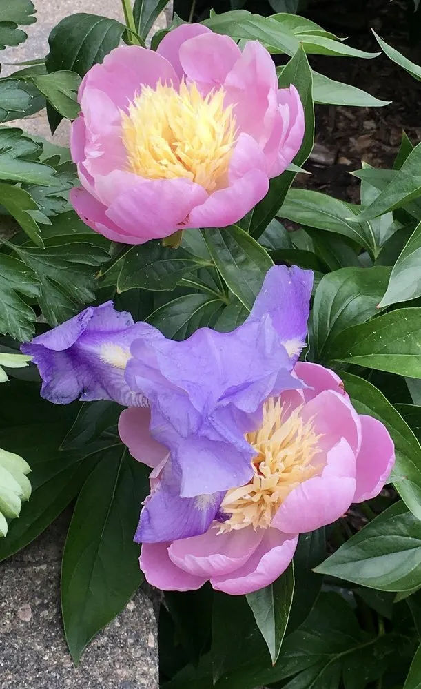 Local landscape design for beautiful yards across Lincoln, NE - 3 Dogs & A Girl