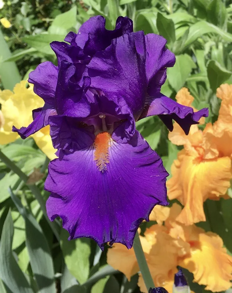 Trusted landscaping services for homes in Lincoln, NE by 3 Dogs & A Girl