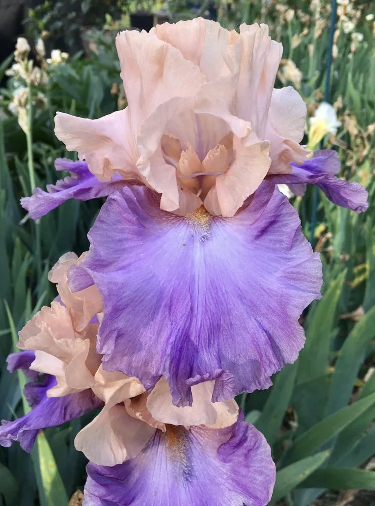 Reliable residential landscaping for year-round maintenance across Lincoln, NE - 3 Dogs & A Girl