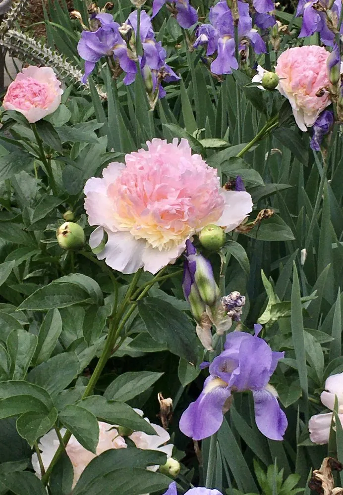 Custom landscape design with custom design in Lincoln, NE by 3 Dogs & A Girl