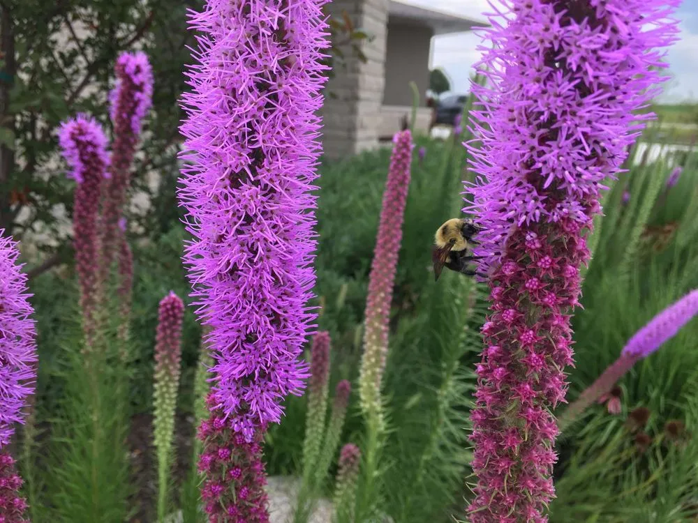 Reliable yard cleanup service in Lincoln, NE - 3 Dogs & A Girl