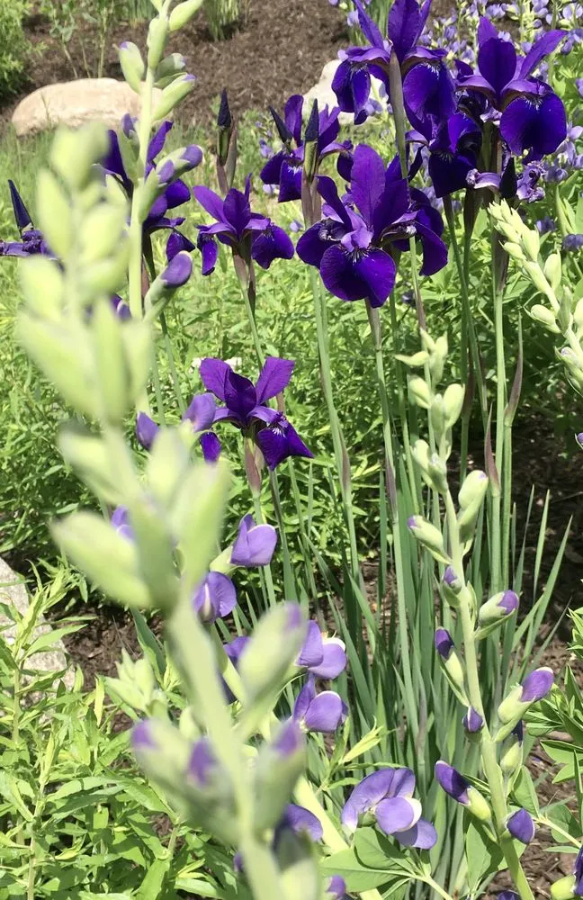 Local outdoor landscaping with custom design in Lincoln, NE by 3 Dogs & A Girl