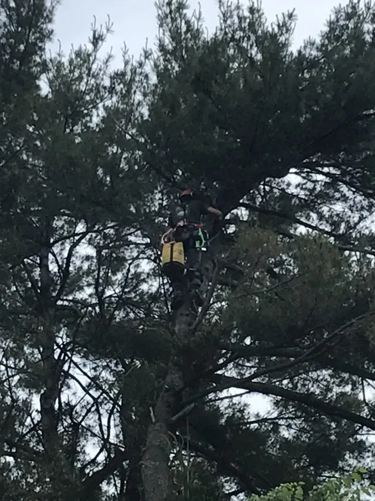 Trusted yard cleanup service in Laconia, NH by 3 in 1 Property Services