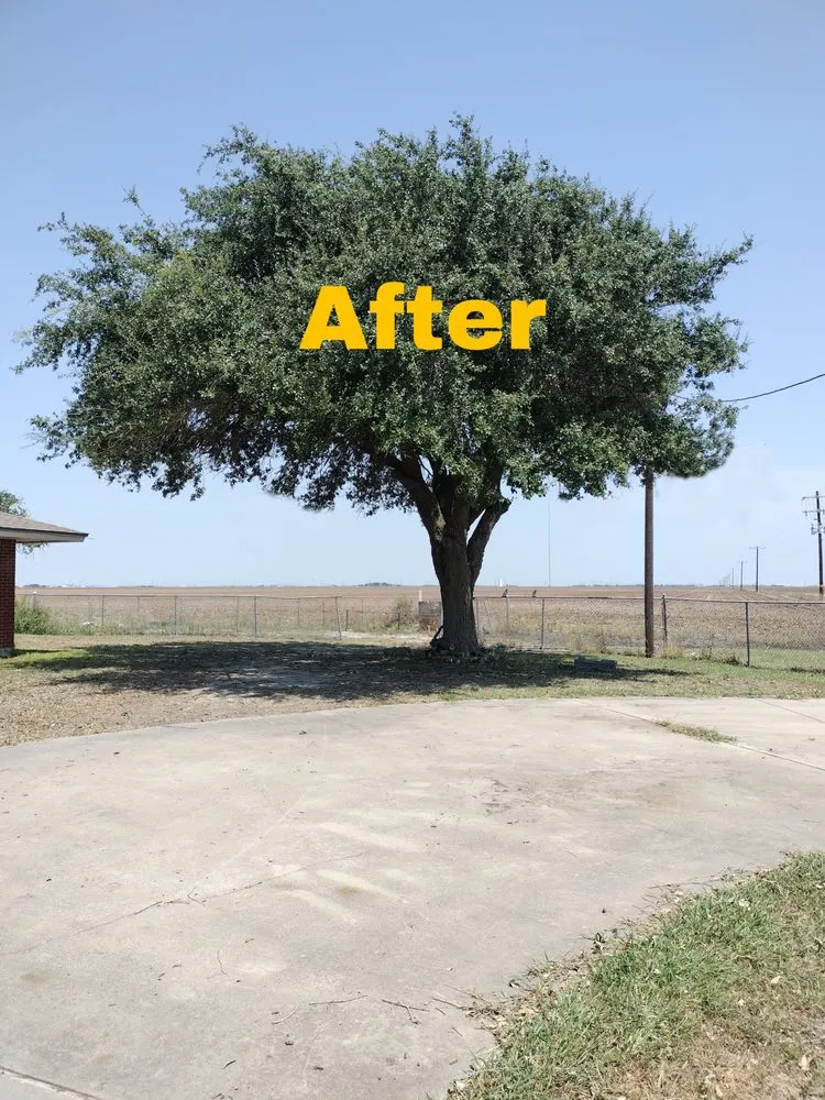 Professional yard cleanup service in Robstown, TX by 3 J'S Optimistic Service