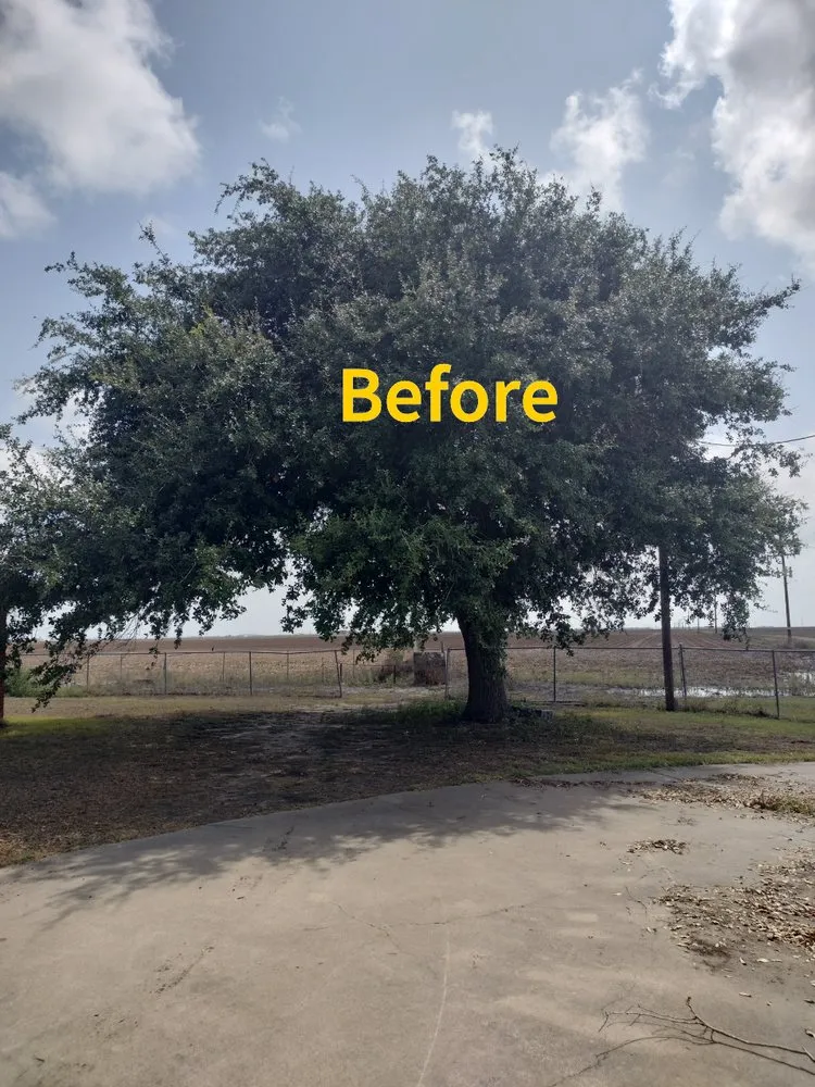 Top-rated yard maintenance for beautiful yards across Robstown, TX - 3 J'S Optimistic Service