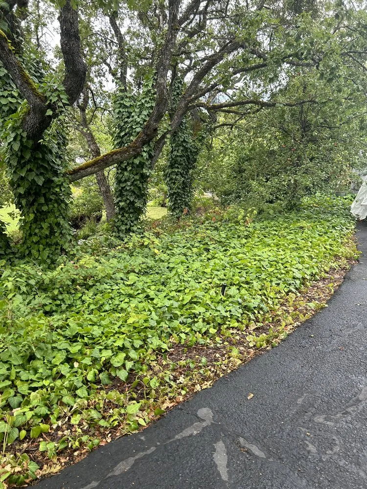 Professional yard cleanup service experts serving Eagle Point, OR - 3 Oaks Landscape