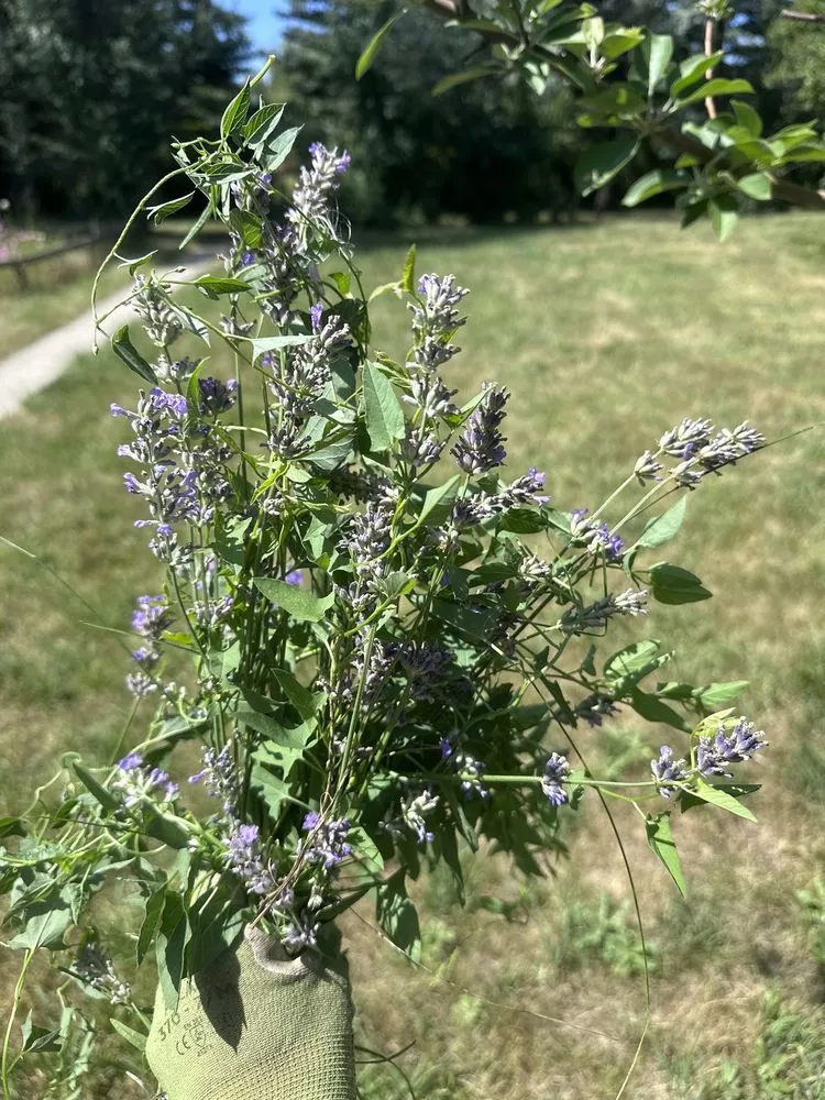 Local lawn mowing service in Bozeman, MT by 3 Rivers Garden Care