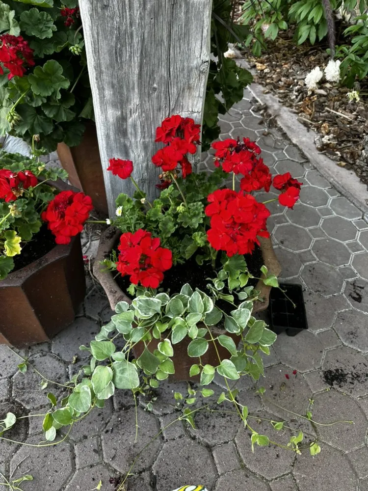 Professional yard cleanup service with custom design in Bozeman, MT by 3 Rivers Garden Care