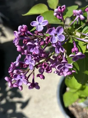 3 Rivers Garden Care