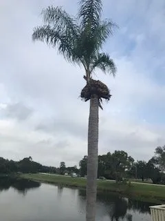 Professional landscape installation for residential properties in New Port Richey, FL by 3 Seasons Lawn & Landscape