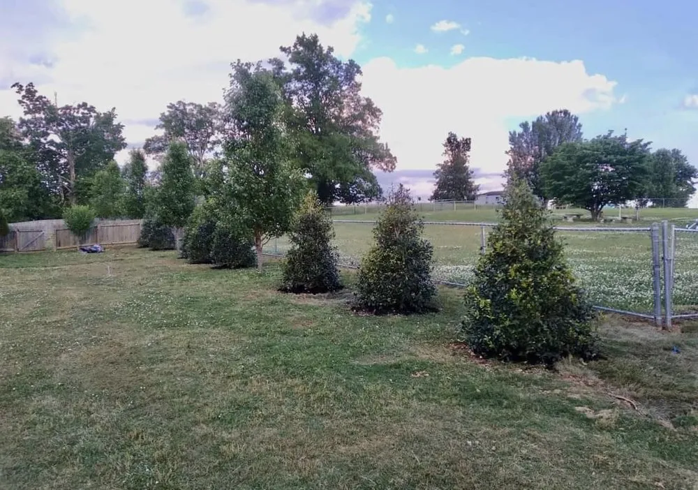 Trusted lawn mowing service for homes across Hendersonville, TN - 3 Tree