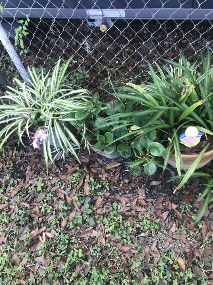 Trusted yard cleanup service experts serving Lutz, FL - 3 TS Lawn Care