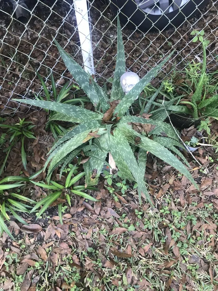 Local yard maintenance in Lutz, FL - 3 TS Lawn Care