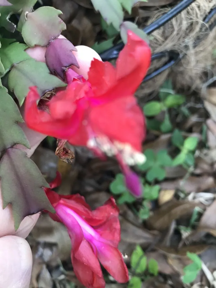 Local garden landscaping for beautiful yards across Lutz, FL - 3 TS Lawn Care