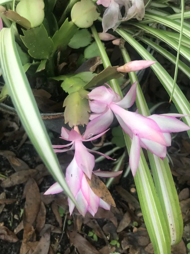 Professional yard maintenance experts serving Lutz, FL - 3 TS Lawn Care