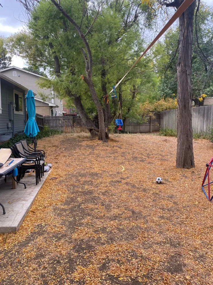 Trusted yard cleanup service in Denver, CO - 303 Lawn and Landscape