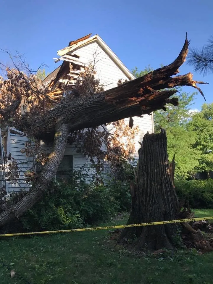 Expert lawn care service for homes across Indianapolis, IN - 317 Trees